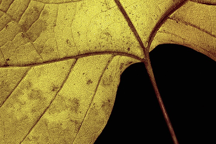 Leaf #24 - ID: 1322606 © Larry Lawhead