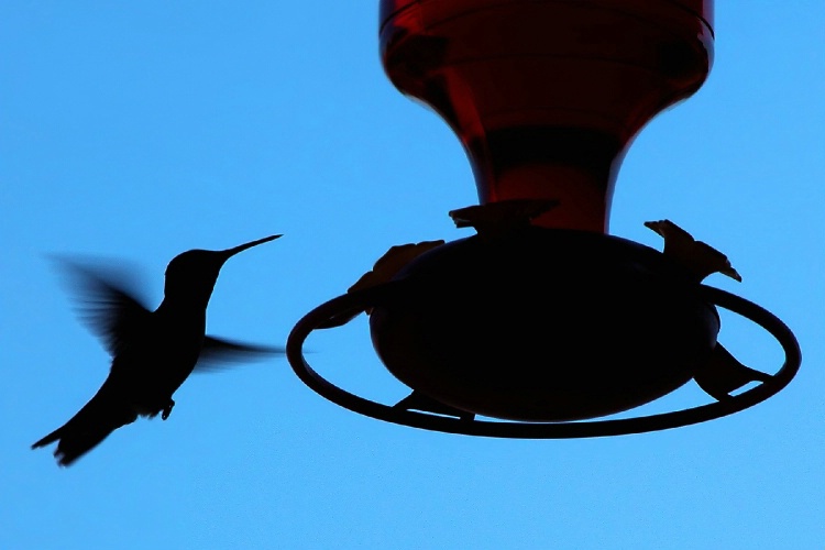 Hummer Silhouette 1