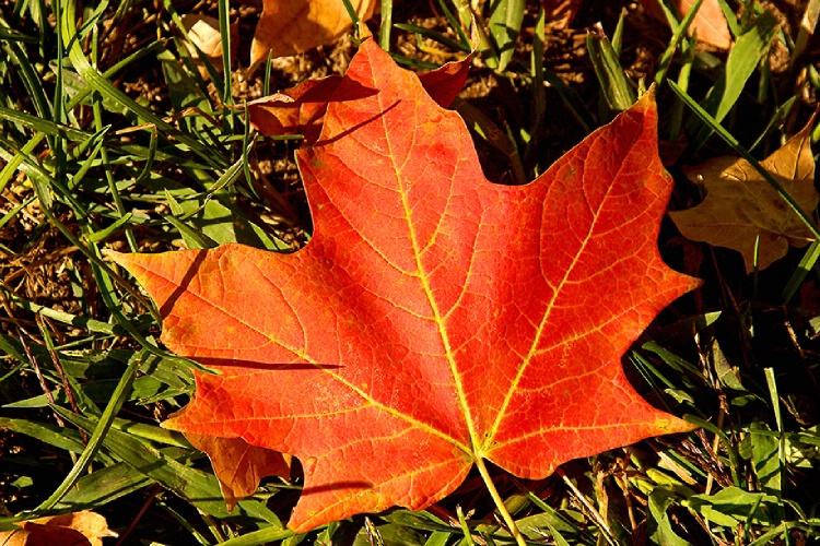 Maple Leaf  ( For my Canadian Friends)