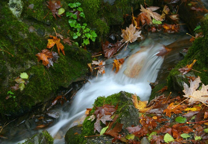Fall stream I - ID: 1325713 © Liandra Barry 