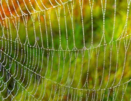 Natural Pearls