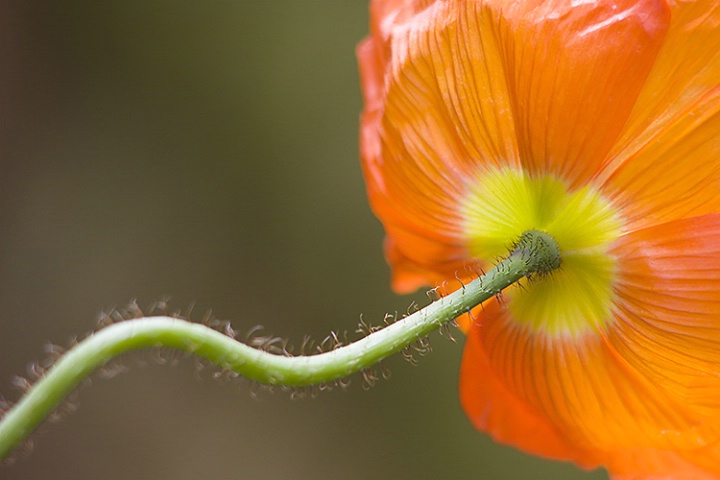 Orange Poppy