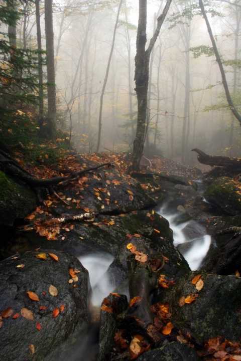 Misty Forest....