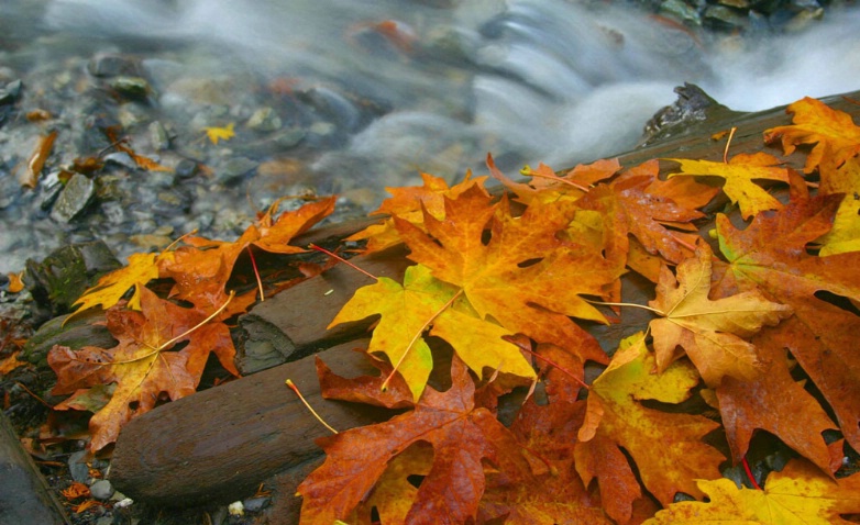 Fall Stream  - ID: 1327441 © Liandra Barry 