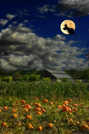 The Pumpkin Patch at Night!