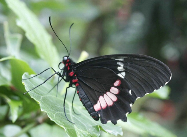Butterfly-2 - ID: 1328195 © Hasmik Hatamian