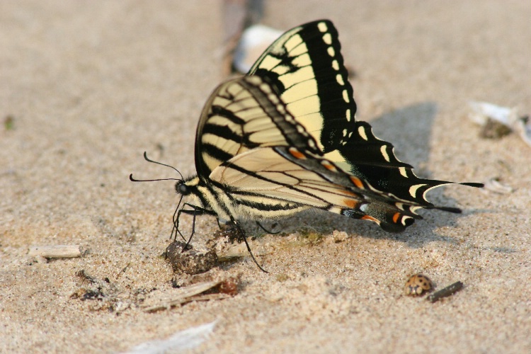Beach butterfly
