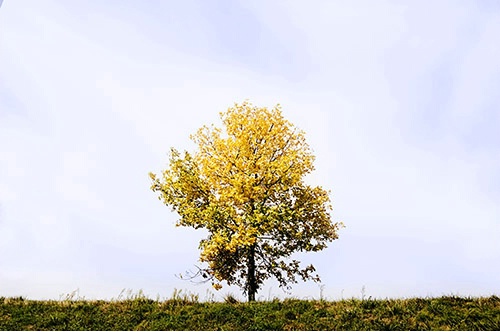 lone yellow tree