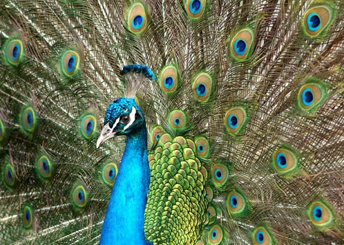 Peacock - ID: 1332478 © Jack Kramer