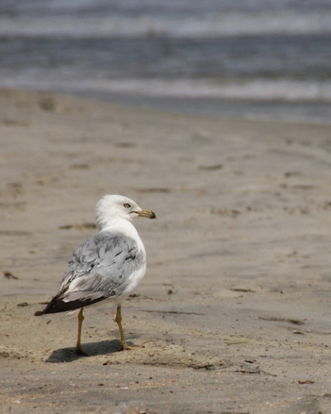 beach birdie