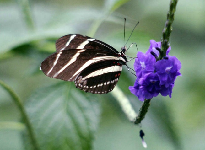 Butterfly-3 - ID: 1334079 © Hasmik Hatamian