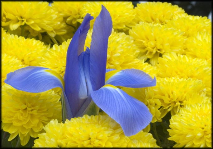 Blue in the sea of yellow...