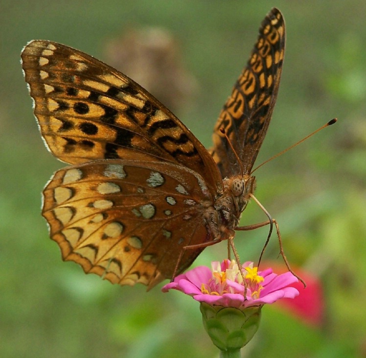 Aphrodite Fritillary butterfly