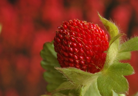 Wild Strawberry