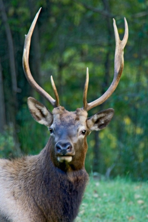 Pennsylvania  Bull Elk - ID: 1337923 © James E. Nelson