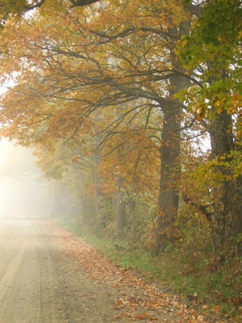 Foggy Vermont Autumn