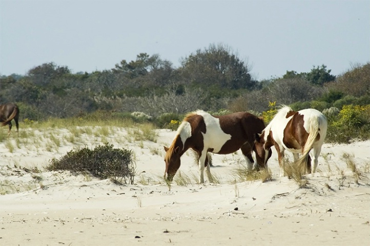 Ponys of Assateague