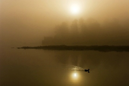 Foggy Sunrise, Queue the Duck