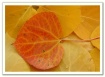 Aspen Leaf 