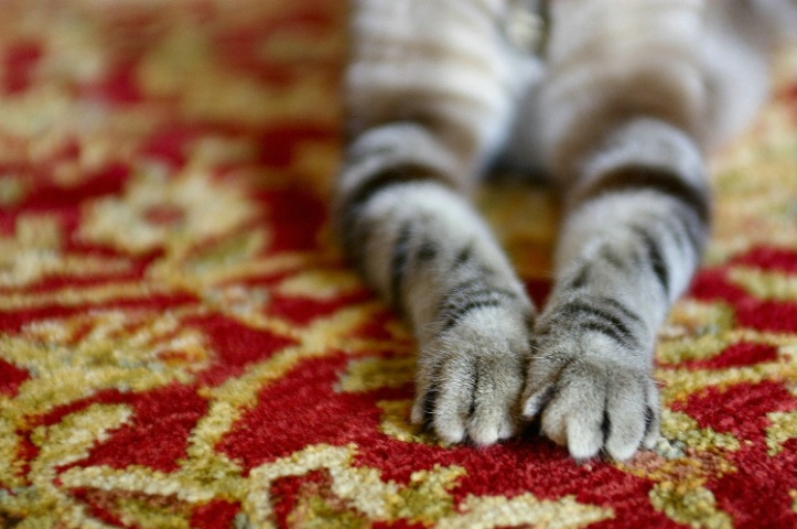 Paws