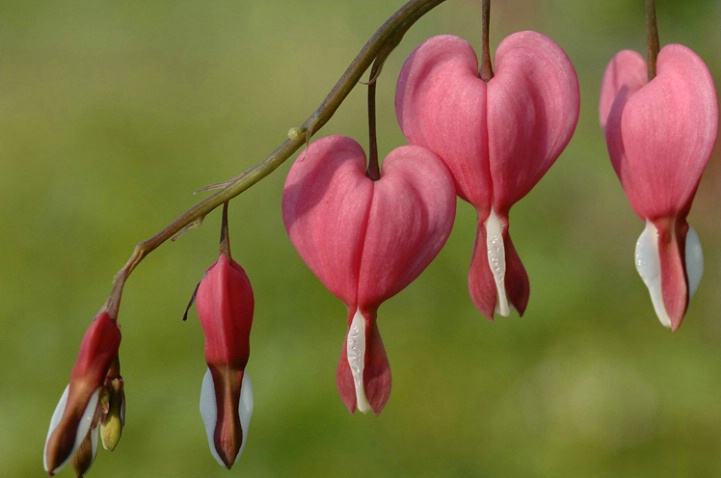 Bleeding Heart - ID: 1346921 © Averie C. Giles