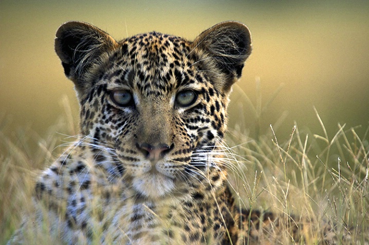 Leopard Portrait - ID: 1348487 © Averie C. Giles
