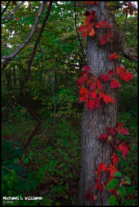 Red Leaves of Fall