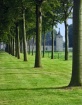 Tree Rows