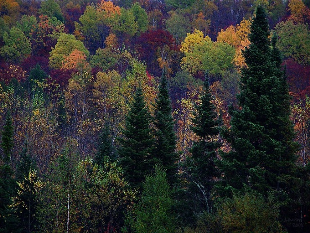 This autumn in the Mauricie region