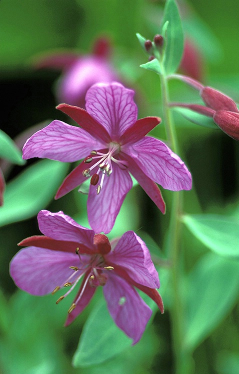 Fireweed - ID: 1350805 © Averie C. Giles