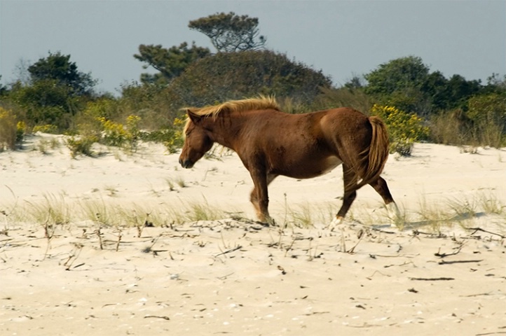 Assateague Pony