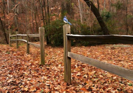 Country Fence