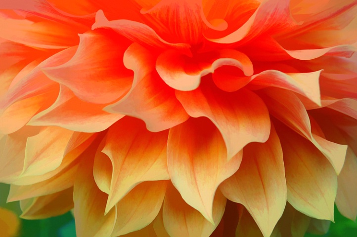 A Magnificent Dahlia Profile