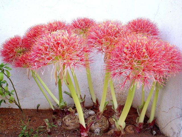 Onion Branched Flowers