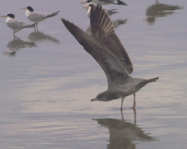 Streching My Wings