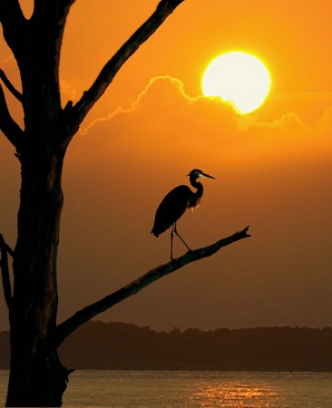 Sunset Heron