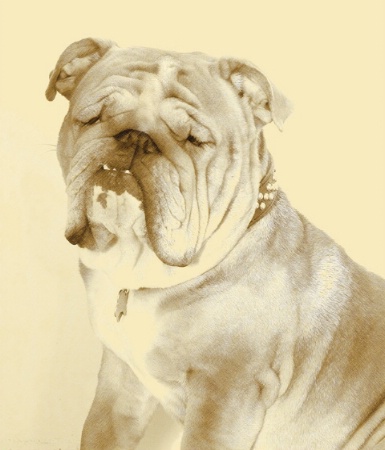 Portrait of a Bulldog