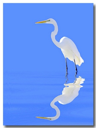 Egret Reflection