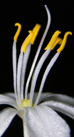 Spider Plant Flower