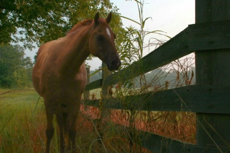 horse beside fence line