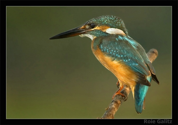 Kingfisher on the watch