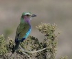 Lilac-breasted Ro...