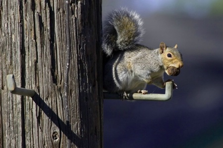 Got Nut?