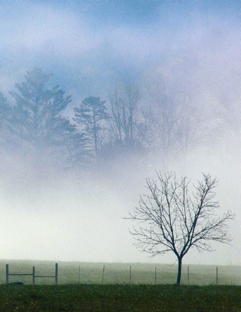 Trees in the Fog