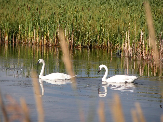 Two Trumpeter Swans in Jackson Hole