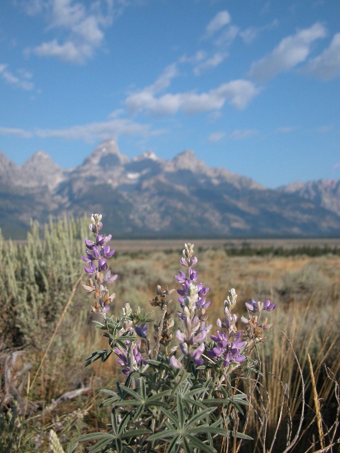 Flowers in the Tetons