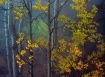 Foggy Aspens, Ram...