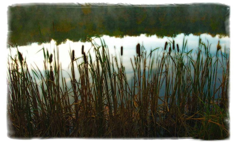 Reeds at Hidden Lake