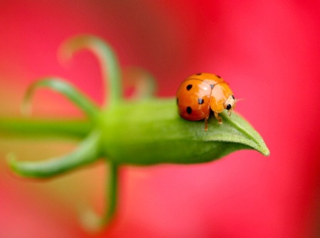 Lady Bug