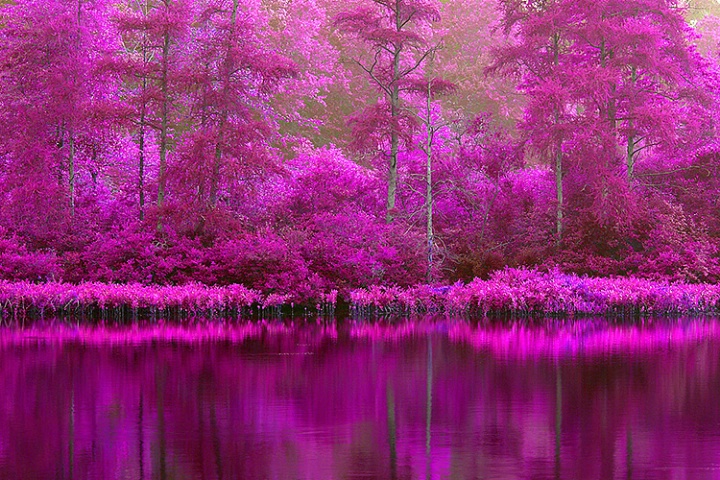 Triangle Lake Bog